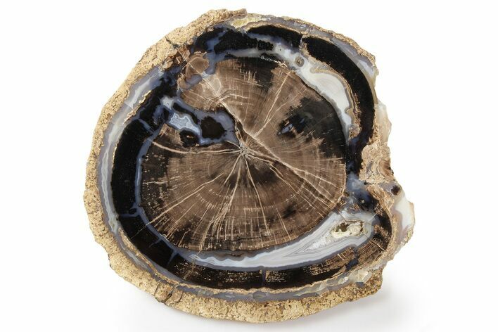 Petrified Wood (Schinoxylon) Round - Blue Forest, Wyoming #263920